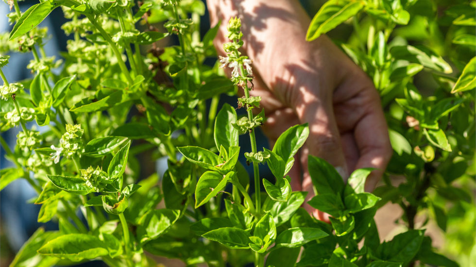Minos Palace Hotel and suites - picking herbs