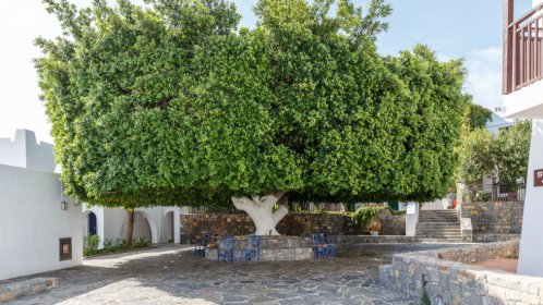  Creta Maris - Fikos Tree Bungalow Area