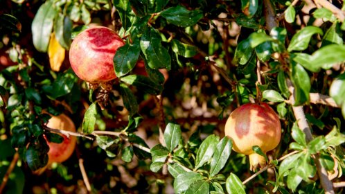  Koutouloufari Village Holiday Club - Pomegranate 