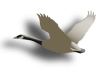 Captcha image 5061